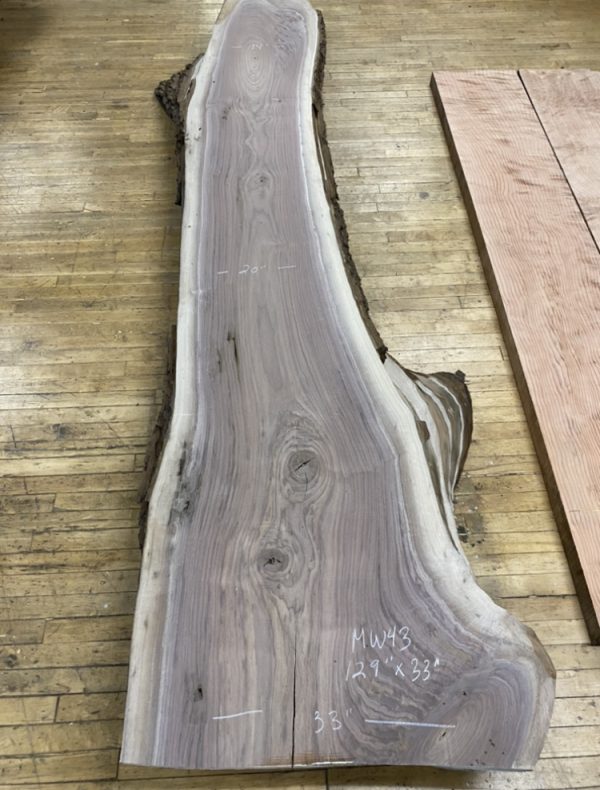Black Walnut Slab 129″ X 33″ X 2″